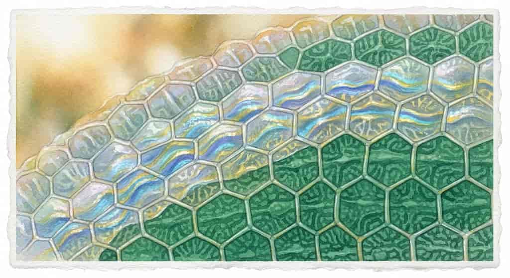 感情に合わせて素早く発色する透明な層と、内側を保護する濃密な緑の層が重なり合う皮膚構造。